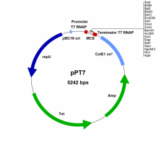 B. megaterium T7 RNA7